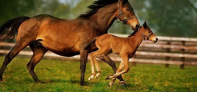 Dört nala kazanç: 23 milyon TL