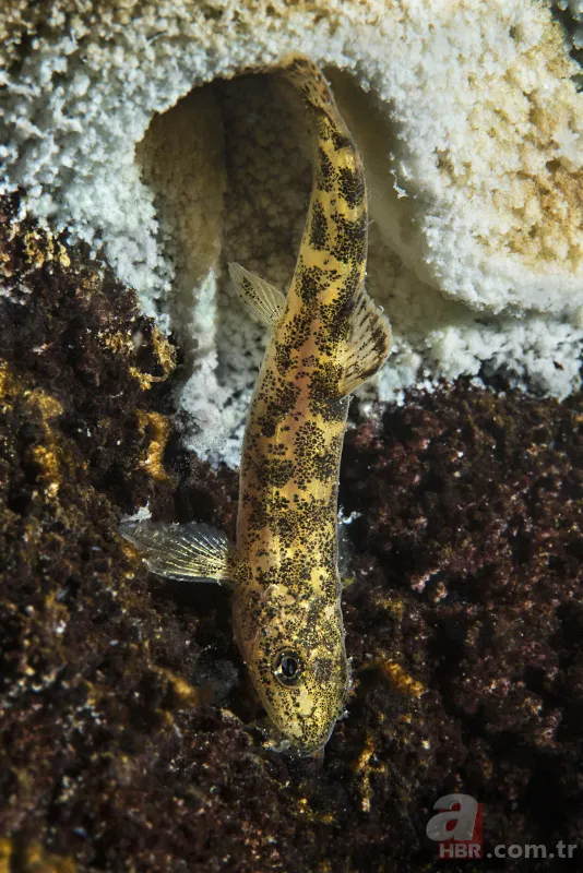 Mehmetçik Van Gölü'nde yaşayan ikinci balık türünü buldu 9