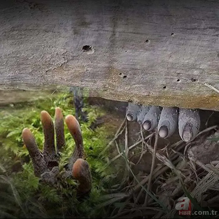 Ormanda yürüyüş yaparken karşısına çıktı! Ölü adamın parmakları kan dondurdu 7
