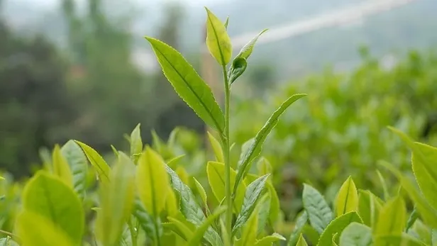 2023 çay desteklemeleri ne zaman ödenecek? Çay destekleme 2023 ne kadar olacak, açıklandı mı? Rize, Artvin, Trabzon... - 4