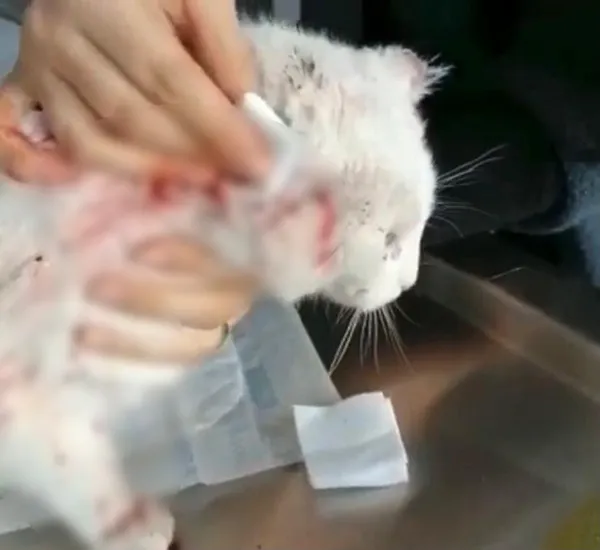 1609675072738.jpg Kocaeli'de vahşet! Kulakları kesilmiş halde bulundu - 3