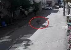Bursa’da başıboş köpek dehşeti! 3 çocuğa saldırdı
