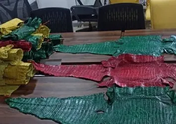 Hakkari'de 21 timsah derisi ele geçirildi!