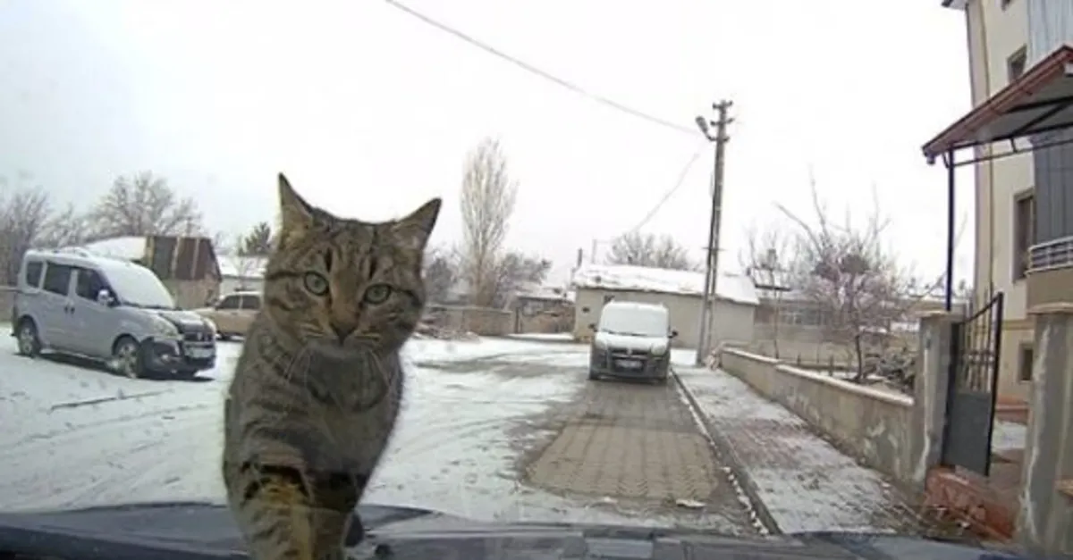 Sevimli kedi araç kamerasında