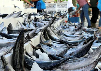 Palamut 40 liradan 10 liraya geriledi