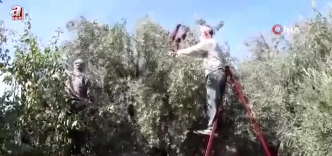 Zeytinin zahmetli yağ yolculuğu başladı