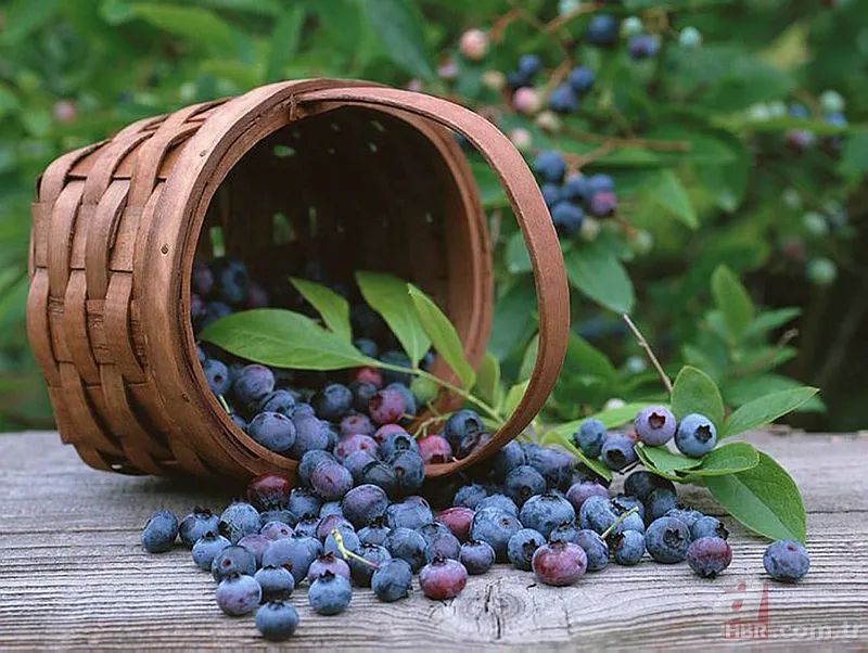 1 ay çalışarak 100 bin TL kazandırıyor! Tek ağaçtan 10 kilo çıkıyor! Yılda 1-2 bakım yeterli 11