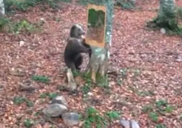 Tarım ve Orman Bakanlığı görüntüleri paylaştı! İşte ayının ayna ile imtihanı