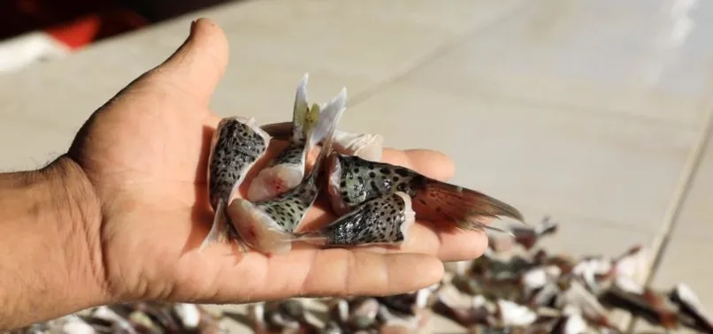 Balon balığı tebliği değişiyor! Hedef 3 yılda 16.5 milyon | Getiren balıkçıya 5 TL