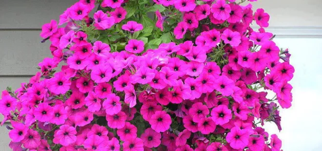 Yaşlanmaya meydan okuyor! Gençliğin sırrı bu bitkide...