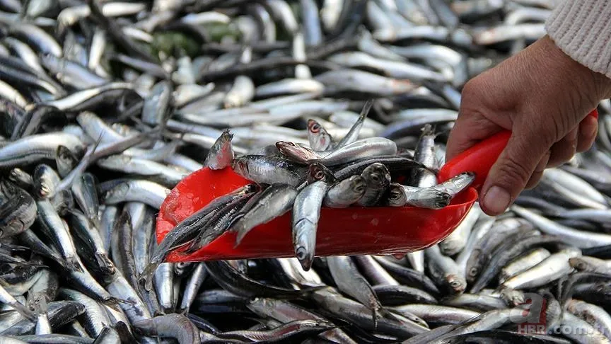 Sezonu açıldı: Hangi ayda hangi balık yenir? Ekim ayında yenilmesi gereken balıklar 1