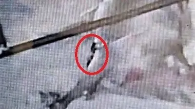 700 kiloluk boğayı telef etti! O anlar kamerada
