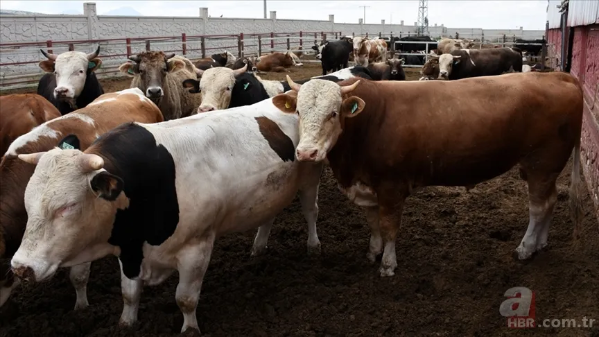 Kurbanlık Fiyatları 2025 | Küçükbaş, büyükbaş hayvan kurbanlık bedeli ne kadar, kaç TL olacak? 2