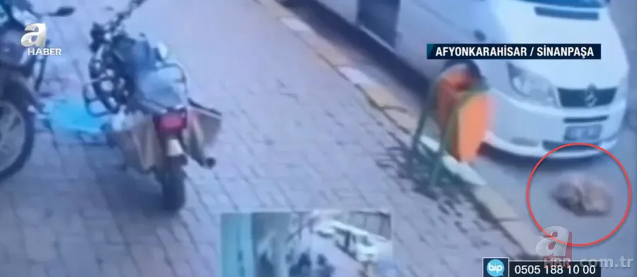 Afyonkarahisar’da yürek yakan görüntüler! Önce ezdiler ardından duba fırlattılar… Köpeğe şiddet anları kamerada 12