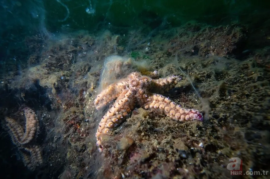 Deniz salyası ABD basınında: Marmara ölüyor! Çevre profesöründen kritik uyarı geldi 18