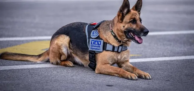 K9 köpekleri koronavirüse karşı eğitiliyor