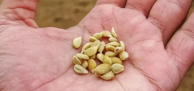Limon çekirdeklerini atan pişman pişman oluyor! Doğal ağrı kesici...