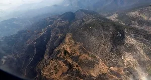 Yanan bölgelere hangi tür ağaçlar dikilecek?