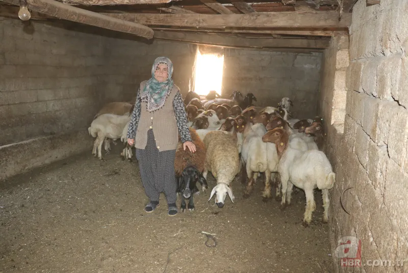 Adana'da koyunları çalınan Ayşe teyzenin gözyaşları dindi 10