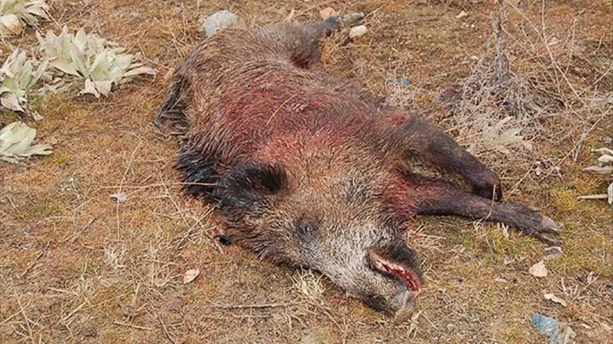 Elazığ'da araziler yaban domuzlarının istilasına uğradı