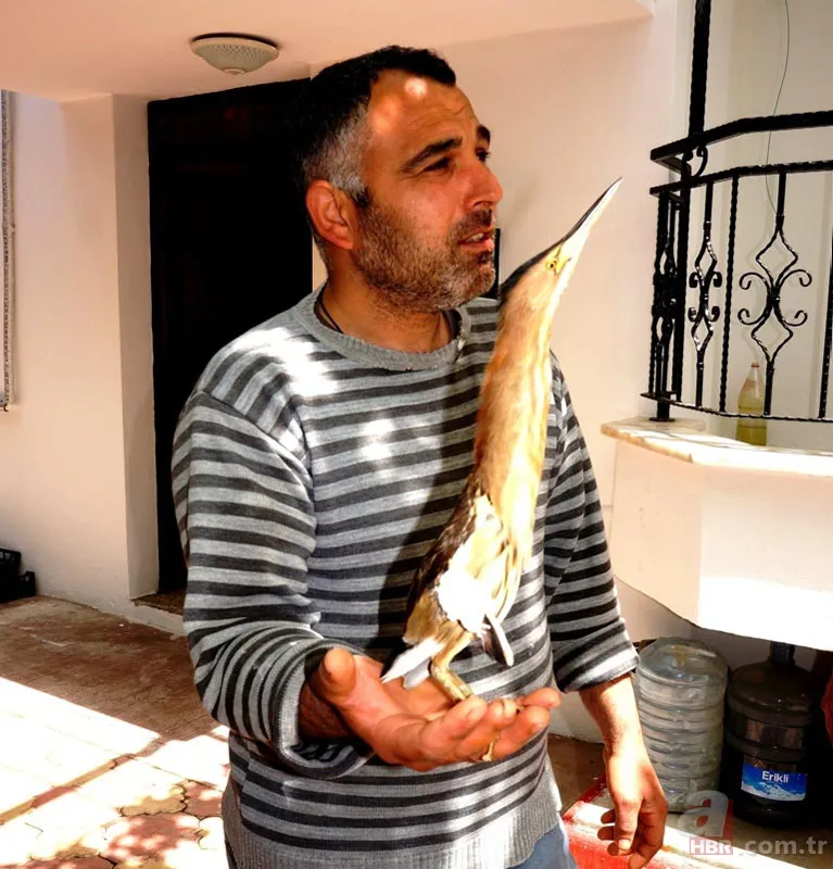 Kamufle olup ölü taklidi yaptı! Diyarbakır'da nesli tükenmekte olan hayvan köylüler tarafından fark edildi 5