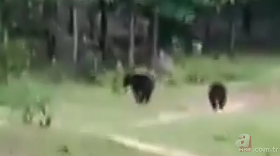 Ayılardan futbol resitali! Sosyal medyayı sallayan anlar 6