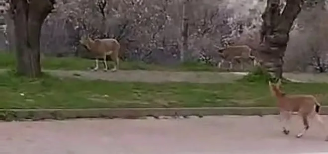 Nesli tükenme tehlikesinde! Sürü halinde şehir merkezine indiler
