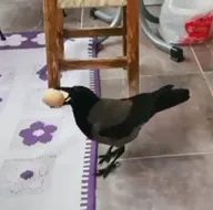 Yumurta hırsızı böyle yakalandı