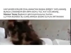 Kediler ve köpekler ölüme terk edildi! Hayvanseverlerden CHP’li Yavaş’a sert tepki