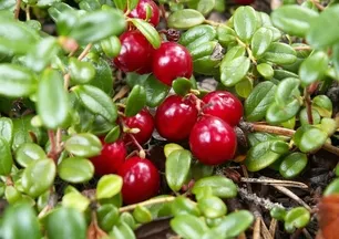 Osmanlı mutfağının şifa kaynağı! Kızılcık etkisi: C vitamini, antioksidan zengini