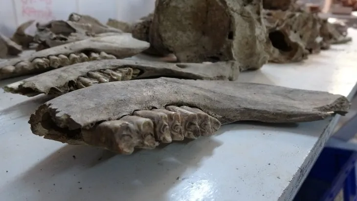 Çanakkale’de şaşırtan keşif! Çöplükten 1600 yıllık balık kılçığı ve pulları çıkardılar