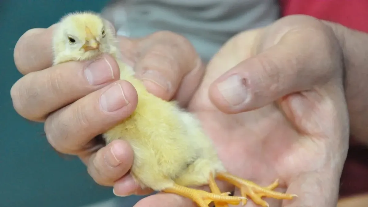 Mersin'de yumurtadan 3 ayaklı civciv çıktı