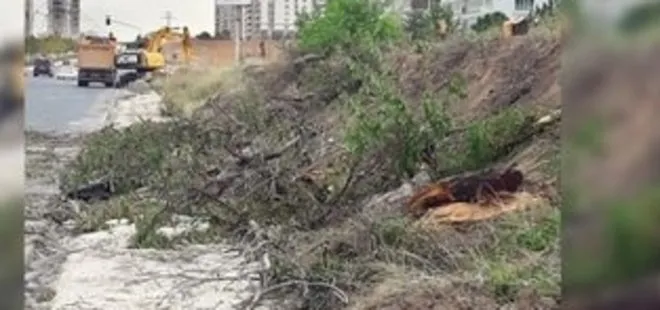 Çevreci geçinen CHP, yol uğruna ağaçları katletti