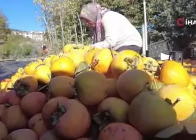 İlk meyveler vatandaşa ücretsiz dağıtıldı