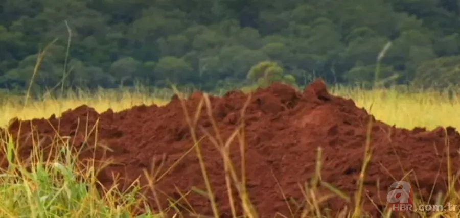 Karınca yuvasından sanat eseri çıktı 🐜 Vahşi doğanın usta mimarları! Otoban, yan yol ve patika bile yapmışlar 10
