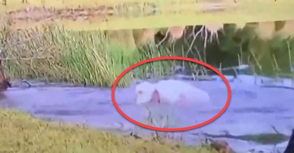 Timsah 3 aylık köpeği kapıp göle girdi! Sahibi arkasından atlayıp timsahla  böyle boğuştu - AHaber Video İzle