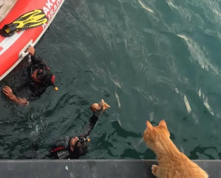 Aydın'da denize düşen yavru kediyi AKUT kurtardı - 1