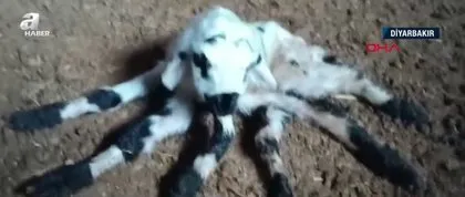 Görüntüler Türkiye’den... İki farklı ilde ilginç şoke eden doğumlar! Görenler gözlerine inanamadı