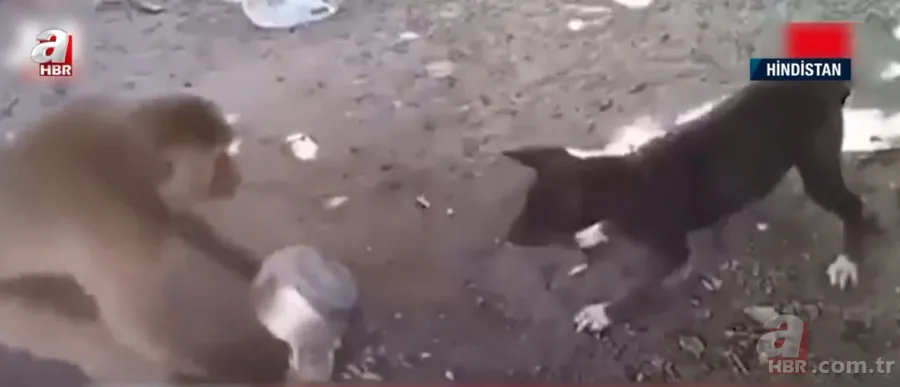 Köpekler aniden etrafını sardı! Dakikalarca ölüm kalım mücadelesi verdi ama... 15