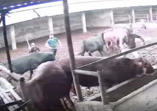 Besicinin korku dolu anları! Birden saldırdı