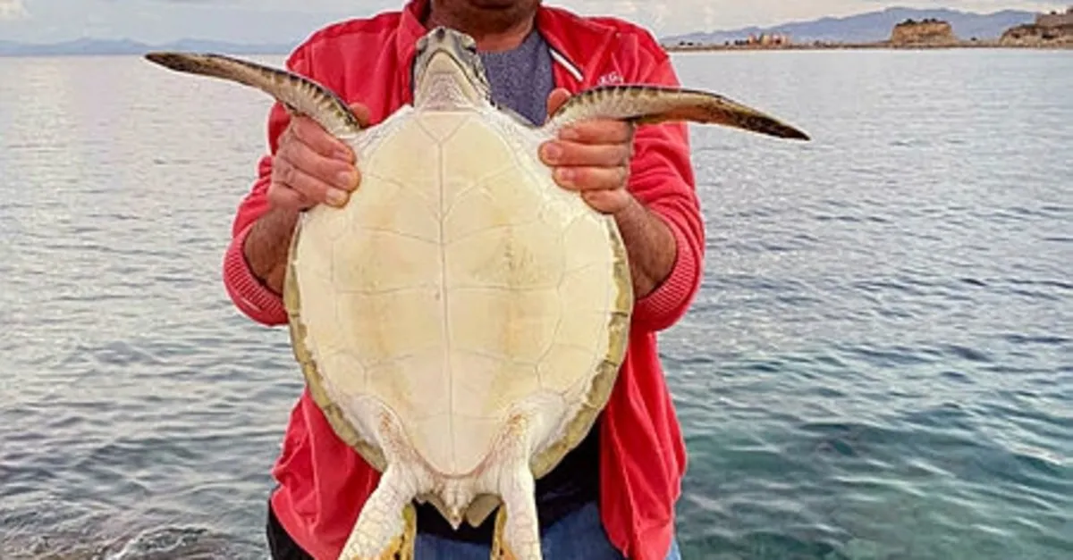 Balık tutan vatandaşlar kayaların arasında buldu! Caretta caretta deniz kaplumbağası...