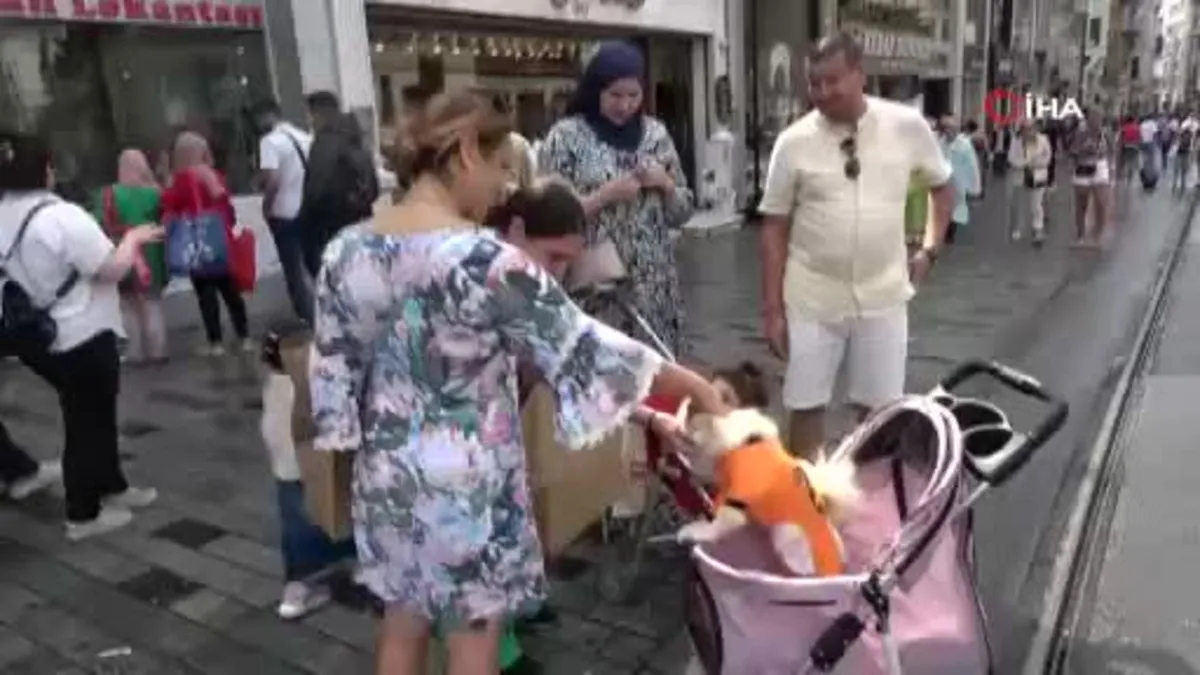 Bebek arabasında gezdirilen köpek ilgi odağı oldu