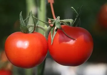 Ruslar’a domates ihracatı hızlandı
