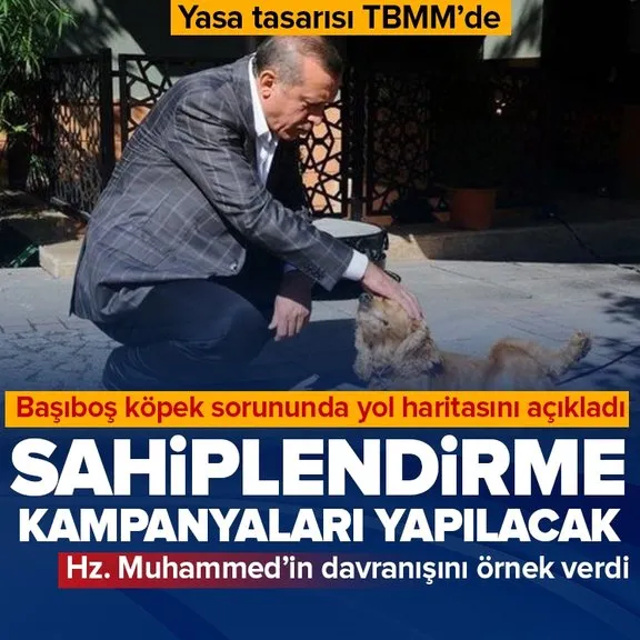 Sokak hayvanları düzenlemesi Meclis’te! Başkan Erdoğan’dan çözüm için mesaj: Sahiplendirmek için kampanyalar başlayacak