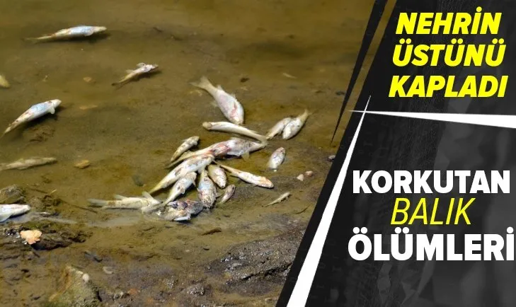 Karasu Nehri’nde korkutan balık ölümleri