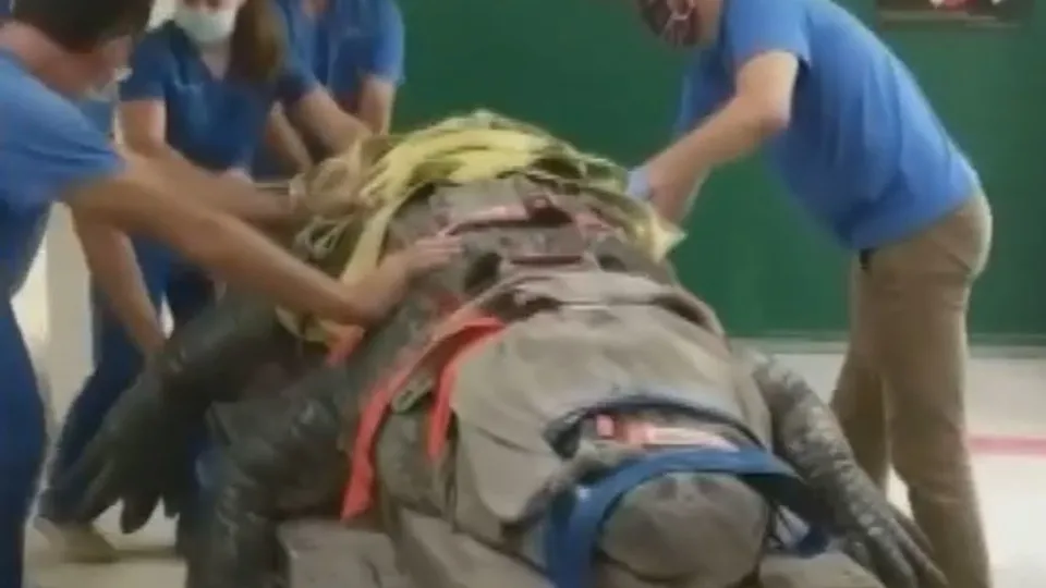 Yüzlerce kiloluk dev timsah tedavi edildi! Görüntüleri sosyal medyayı salladı