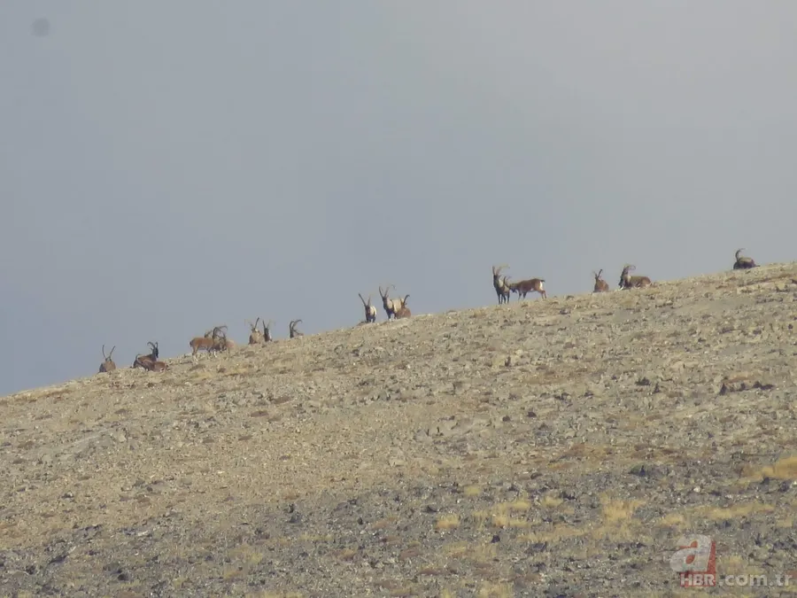 Görüntüler Trabzon’dan! Ender rastlanan türler Of’ta ortaya çıktı 6