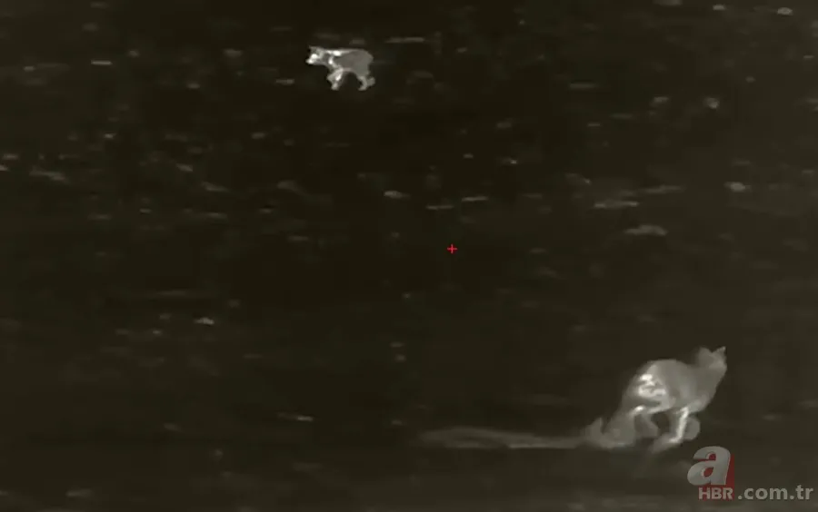 Kurtlar inek çiftliğini bastı! Sığırlarını kaybeden sahibi çözümü katliamda buldu | Bu görüntüler dehşete düşürdü 18