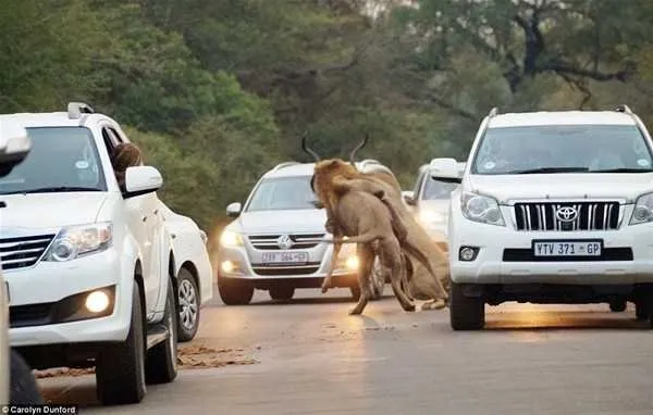 Güney Afrika’da otoyolda aslan dehşeti