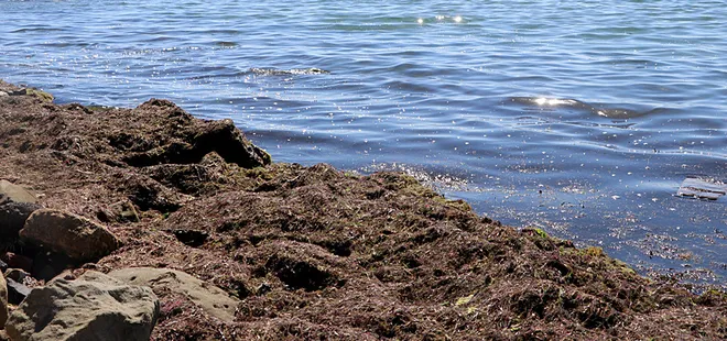 Tekirdağ'da yosunlar kırmızıya boyandı